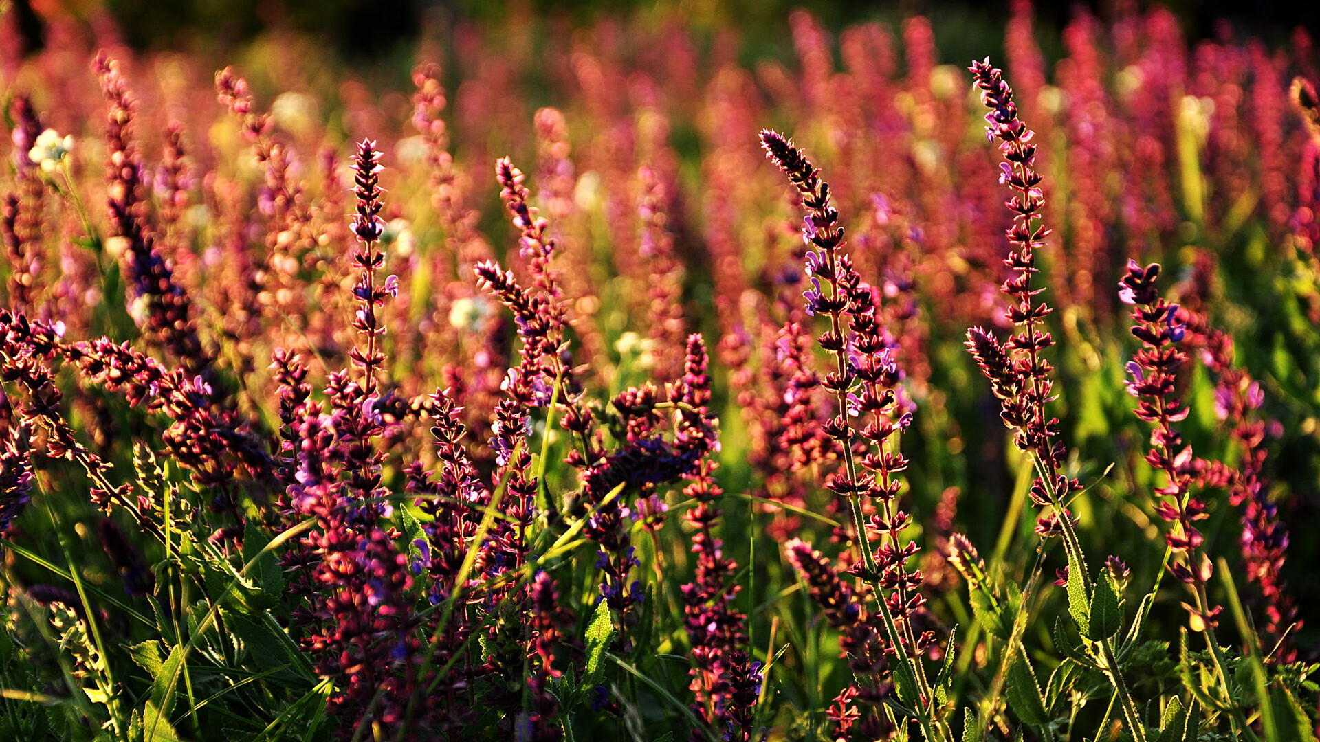 佛罗伦萨的北欧压制术,罗德里戈如何成为芬兰足球的关键先生
