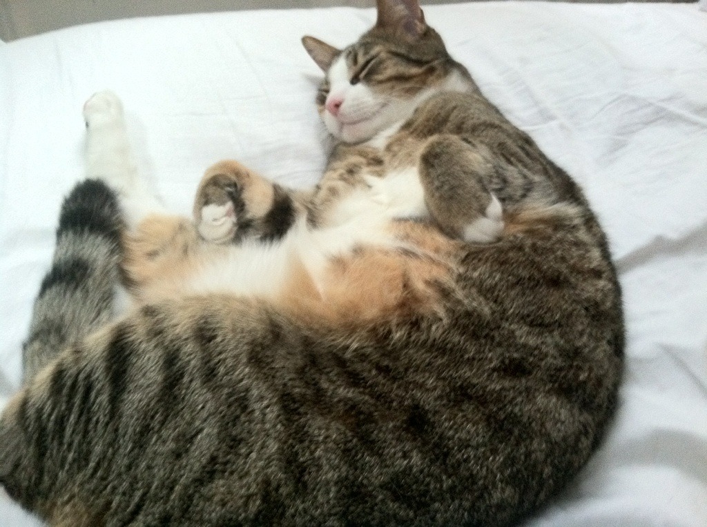 欧冠半决赛之夜，东契奇冠军级表现，当篮球天才照亮足球圣殿