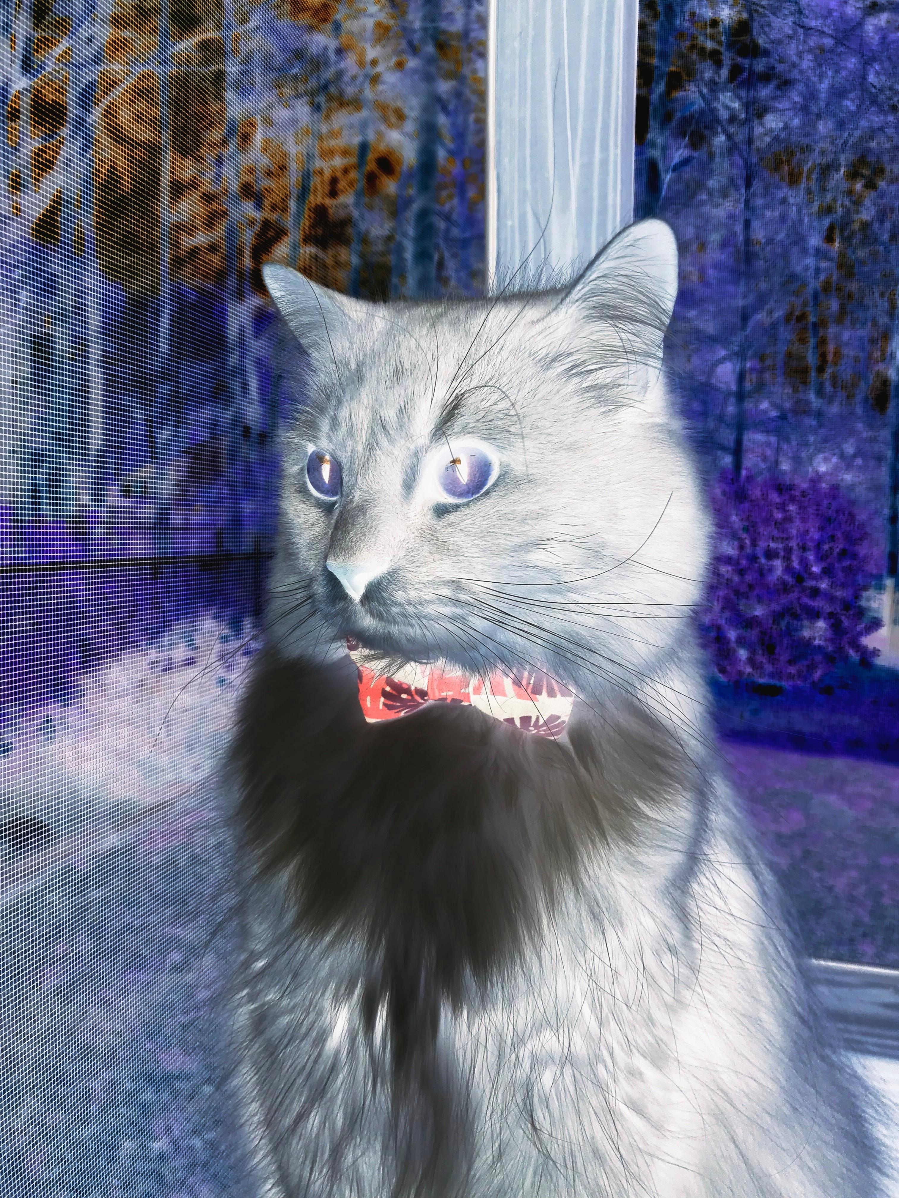 2026世界杯焦点战，魔术力克北京队，一场跨越想象的篮球盛宴